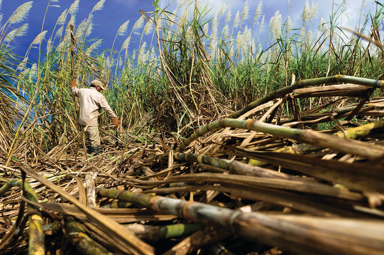 cane, sugar, field-2665662.jpg