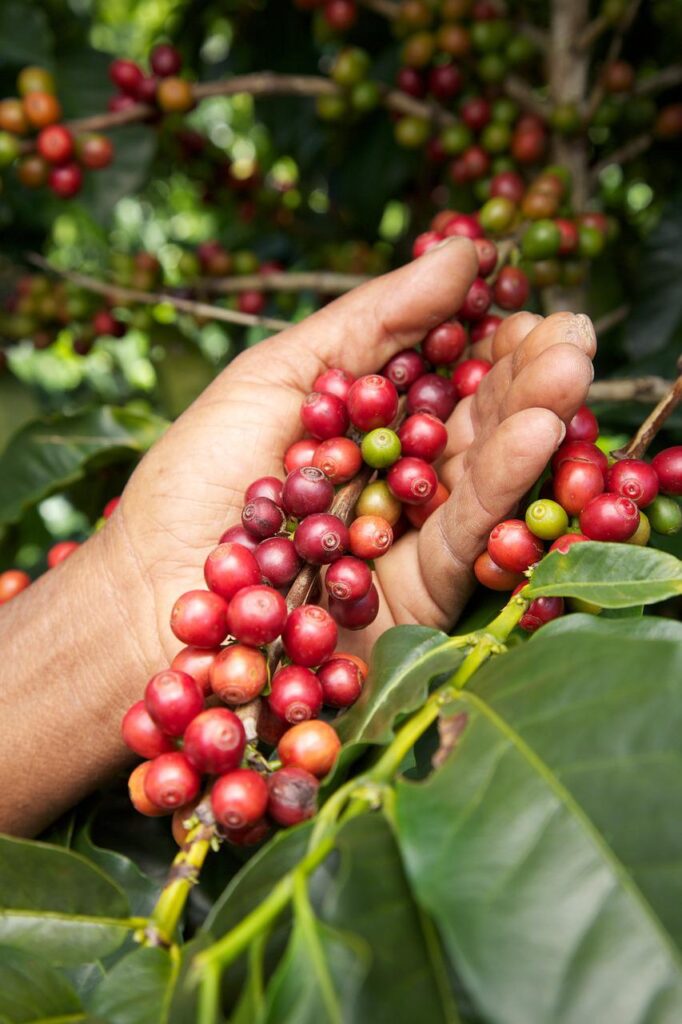 coffee, coffe, sugar-215383.jpg